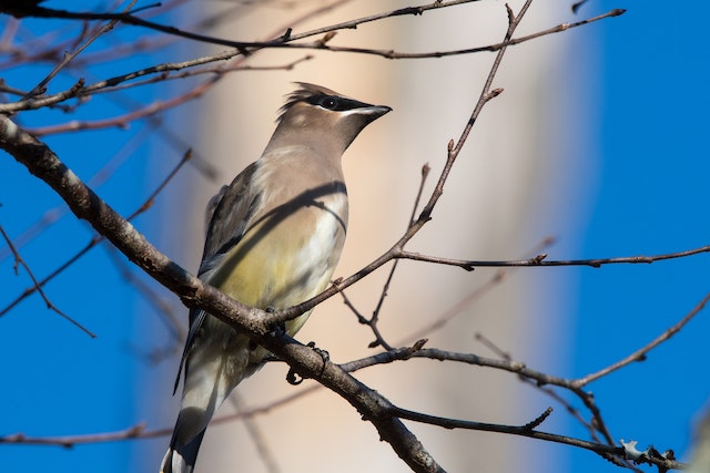 Che cosa vuol dire birdwatching una guida completa per gli amanti degli uccelli